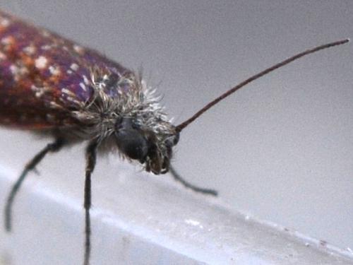 Eriocrania sp.